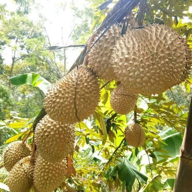 Pupuk Booster Organik Pelebat Buah Durian Dan Perangsang Agar Cepat Berbuah