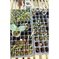 Seedling Anggrek Bulan Jumbo ( Premium)