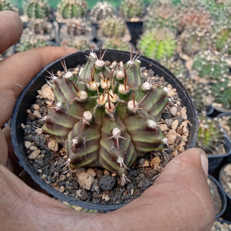 kaktus gymnocalycium miha hybrid