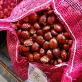 

((C-8&1✔)) JENGKOL organik @500gr fresh tua punel kwalitas super baru petik asli PRIGI TRENGGALEK langsung kirim