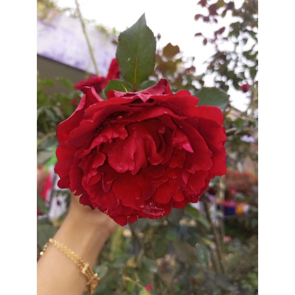 MAWAR IMPORT DONJUAN