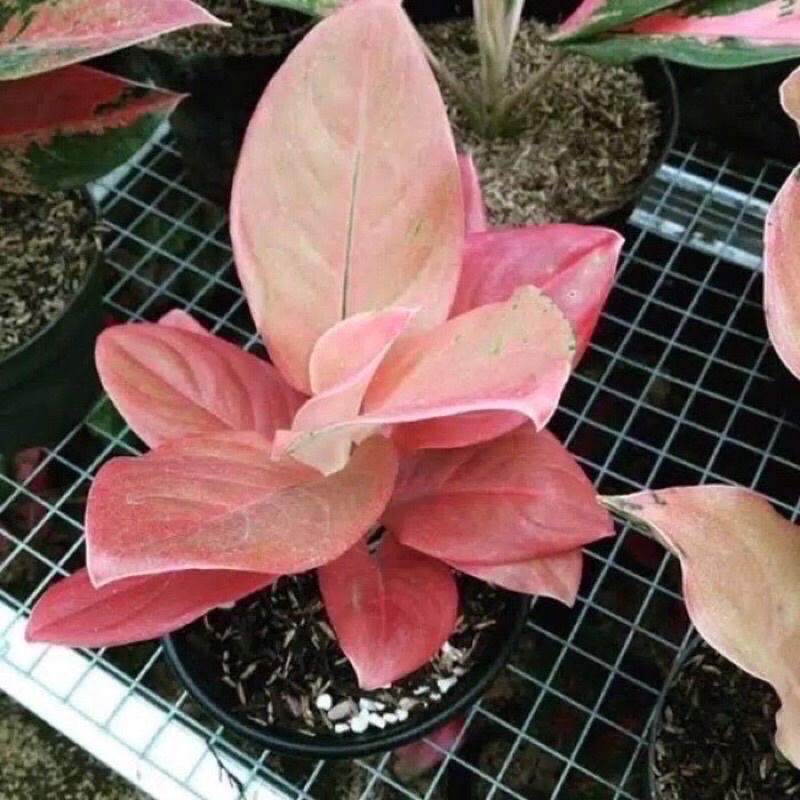 bibit anakan aglonema nezkia 1/2 daun