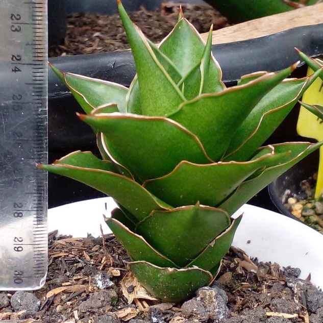 Sanseviera Hybrid Tower / Sansivera Hybrid Tower