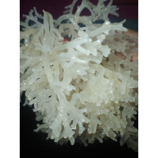 

Rumput Laut Kering 2 Ons