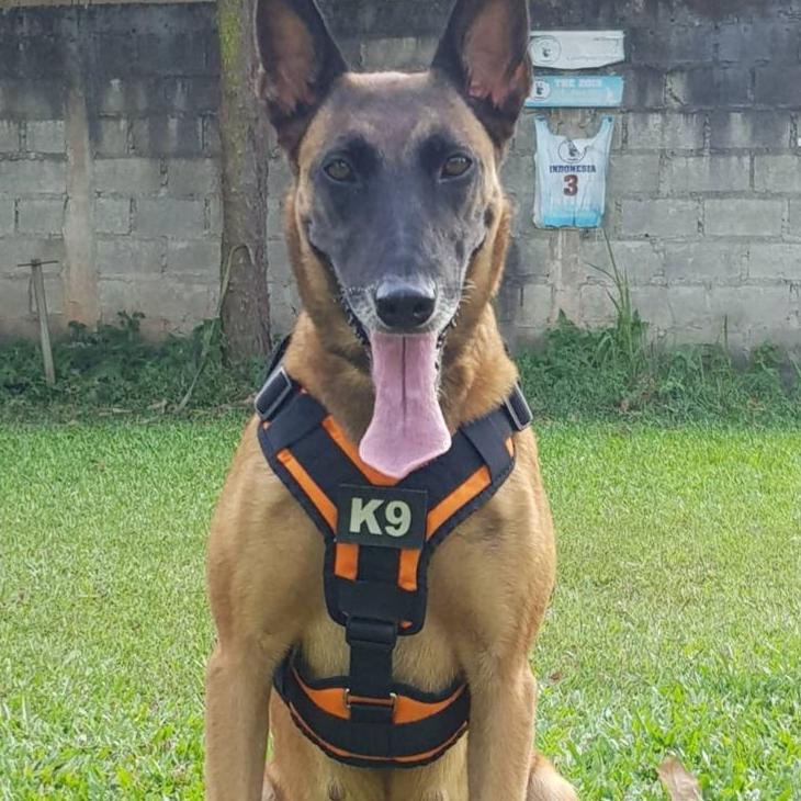 Pasti Baru Harness Anjing TITAN K9 VEST Bisa Request nama