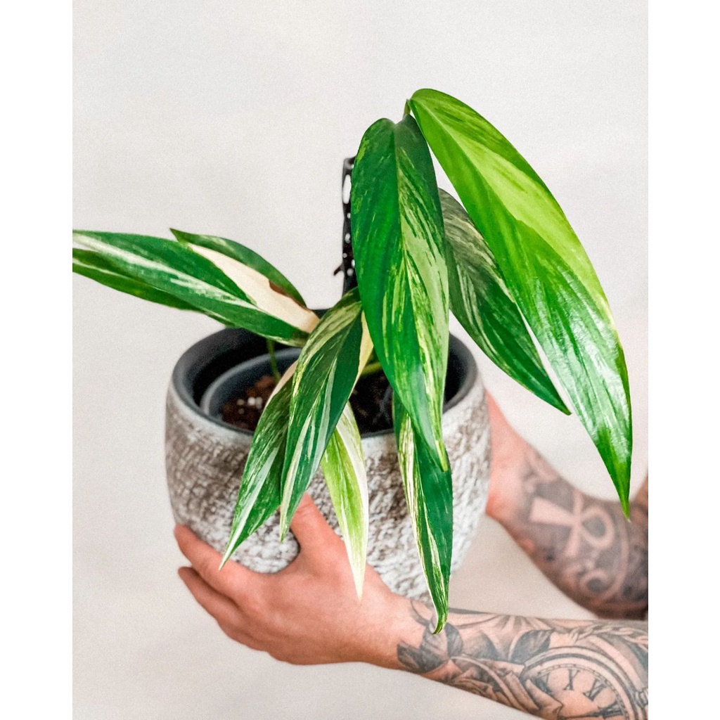 Epipremnum Amplissimum varigata / philodendron amplisimum variegata / Philo amlisimum var