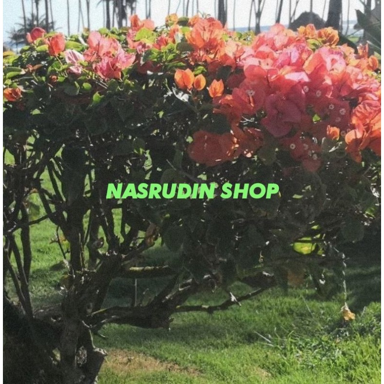 

[Fresh] TANAMAN HIAS BUNGA KERTAS MERAH / STEK BATANG / BOUGENVILLE RED