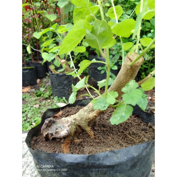 Bahan bonsai lantana trembelekan mame bunga orange berkarakter.