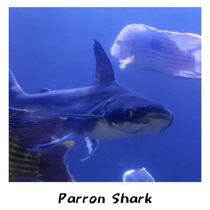 HIASAN AQUARIUM IKAN PAROON SHARK GENGHISKHAN HIU AIR TAWAR