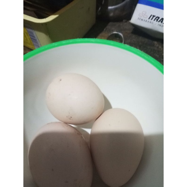 

Telur ayam kampung konsumsi telur jamu infertil