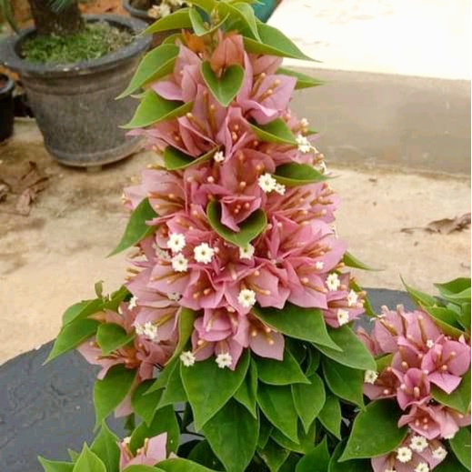 Tanaman Hias Bunga Bougenville Singapore Warna Peach