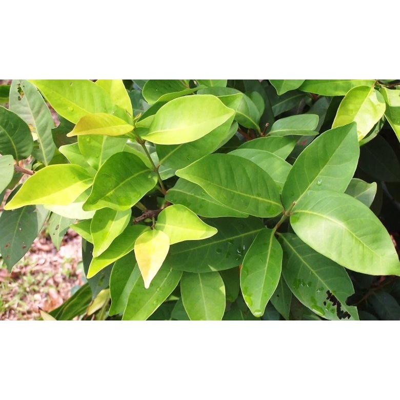 

daun salam serba 3000