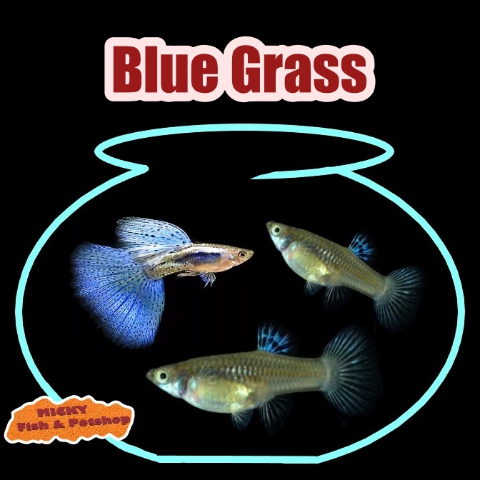 TRIO Blue Grass Guppy Indukan Grade 1 Jantan 2 betina