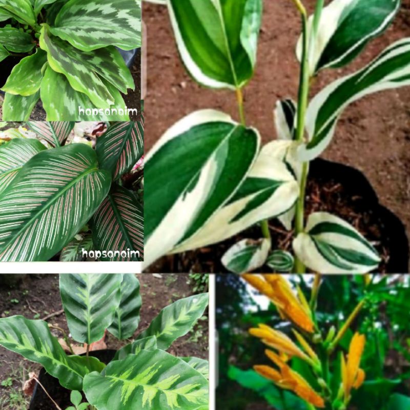 Tanaman herbal Garut Hijau Putih Calathea Louisae Ornata Merak Ganyong 20 35cm hias