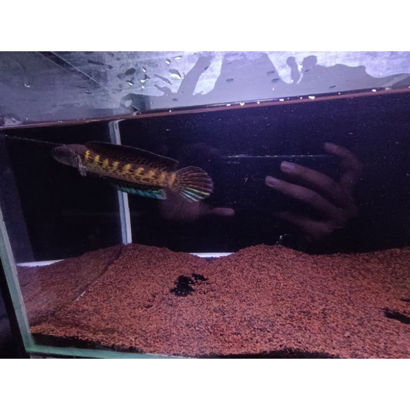 auranti size 17-18cm