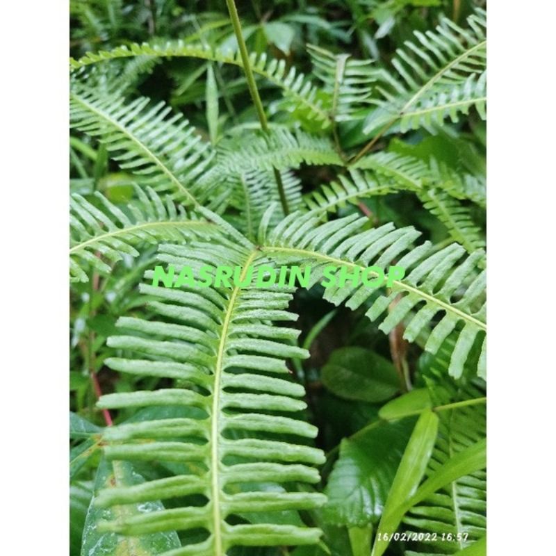 

[Fresh] TANAMAN HIAS PAKIS ANDAM PAKU RUMPAY / PAKIS RAMBAT / PAKU RESAM Dicranopteris linearis /