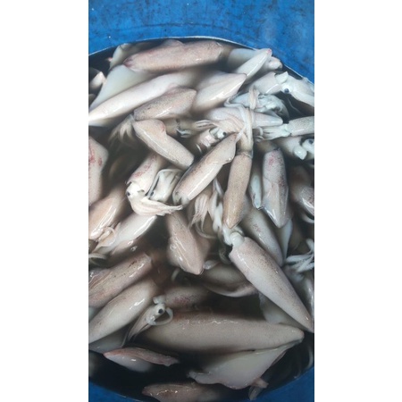 

cumi fresh 500gram