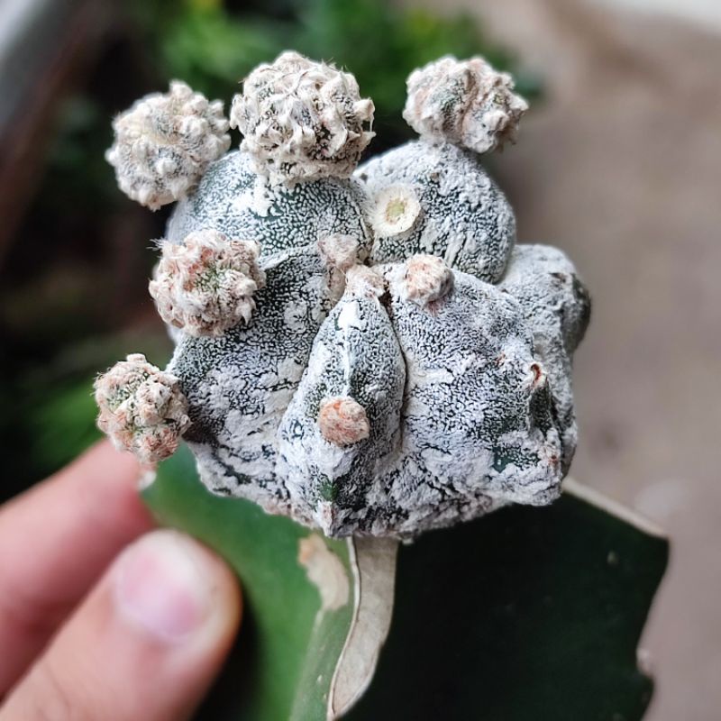 Kaktus Astrophytum Hakuun Cluster Graft