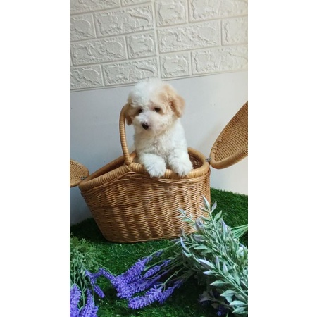 anjing toy poodle pudel betina parti color (2 warna)