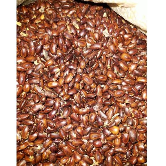 

ㅵ 1kg biji pohon trembesi(keduh murah) ミ