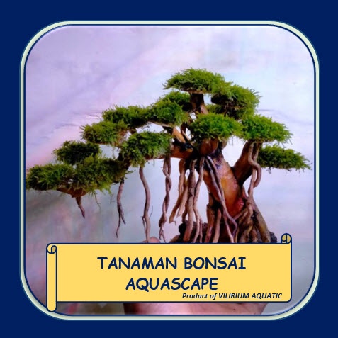 TANAMAN AQUASCAPE - TANAMAN BONSAI