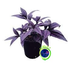 PERSIAN SHIELD TANAMAN HERBAL DAUN UNGU tanaman herbal