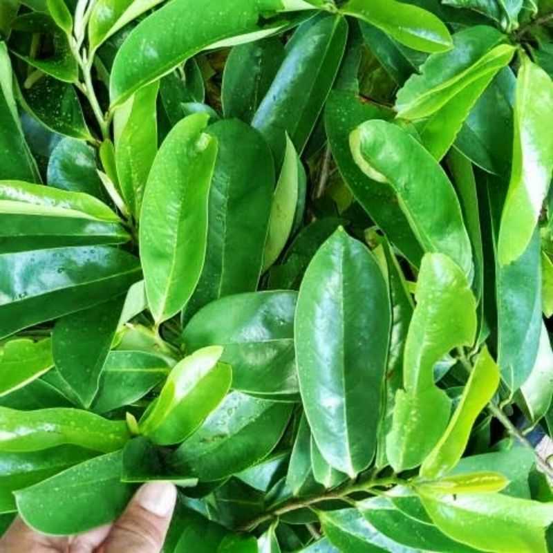 

Daun sirsak segar 230 lembar