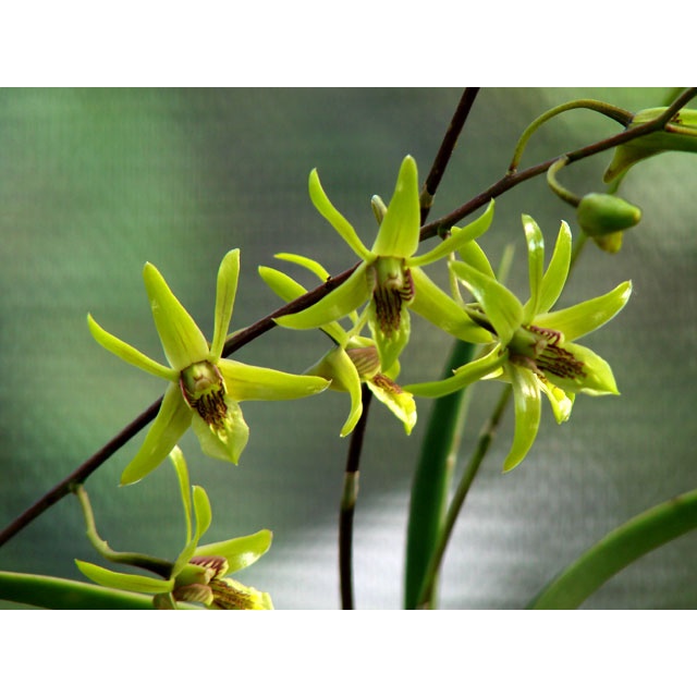 Dendrobium capra / Anggrek Larat Hijau