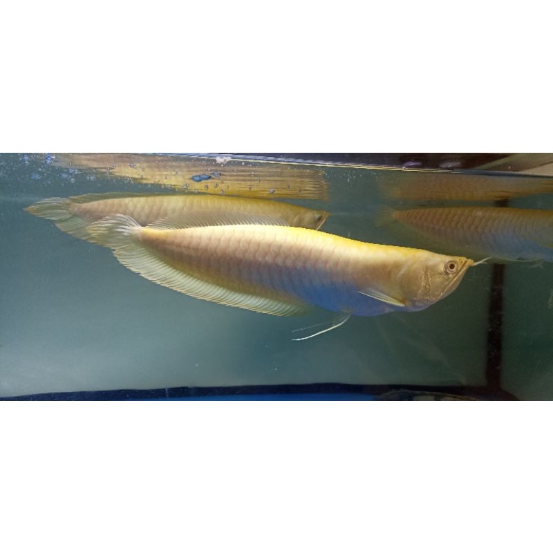 arowana silver albino