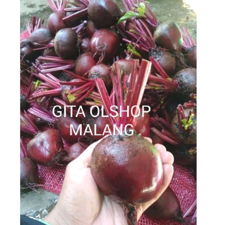 

BUAH BIT SEGAR 1KG BEETROOT FRESH DARI KEBUN / bit merah ゼ