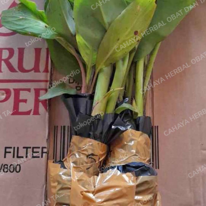 Bibit pohon pisang tanduk,raja bulu,raja sereh,pisang udang merah dll QQ33