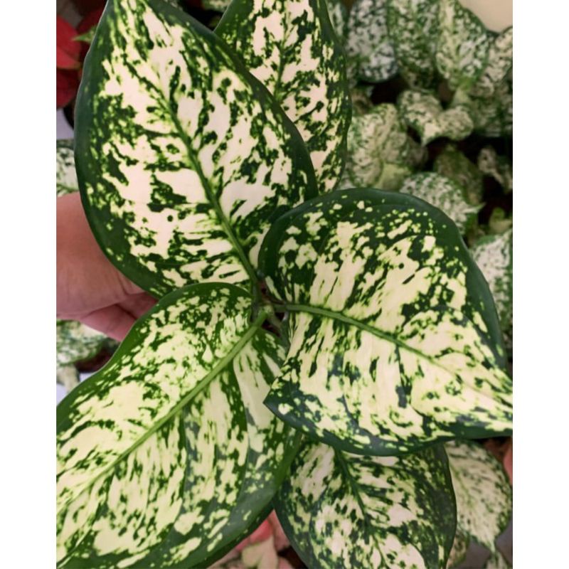 Aglonema Dud white anjamani/Dut white anjamani