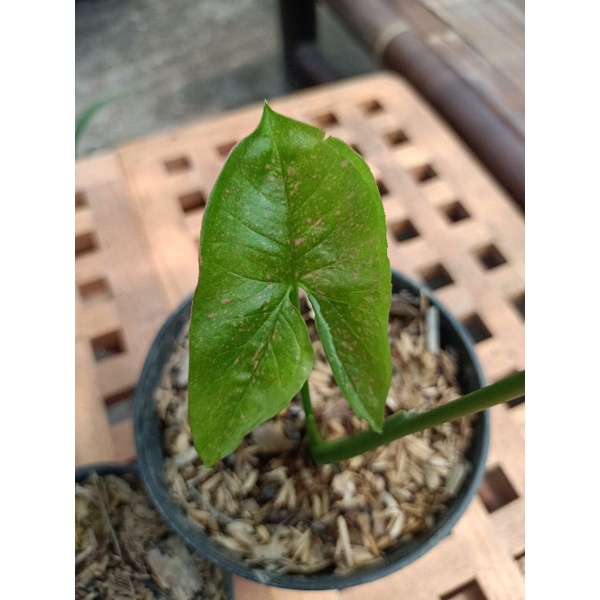 syngonium pink splash allusion