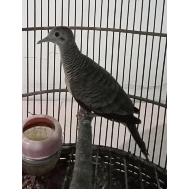 Perkutut Bangkok Betina