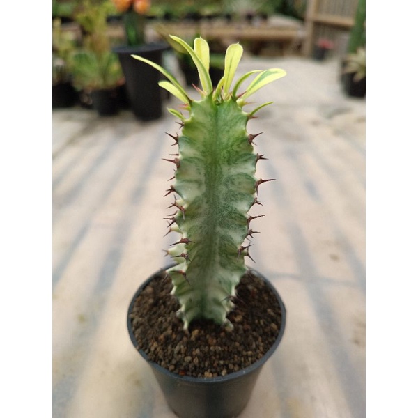 euphorbia amak varigata