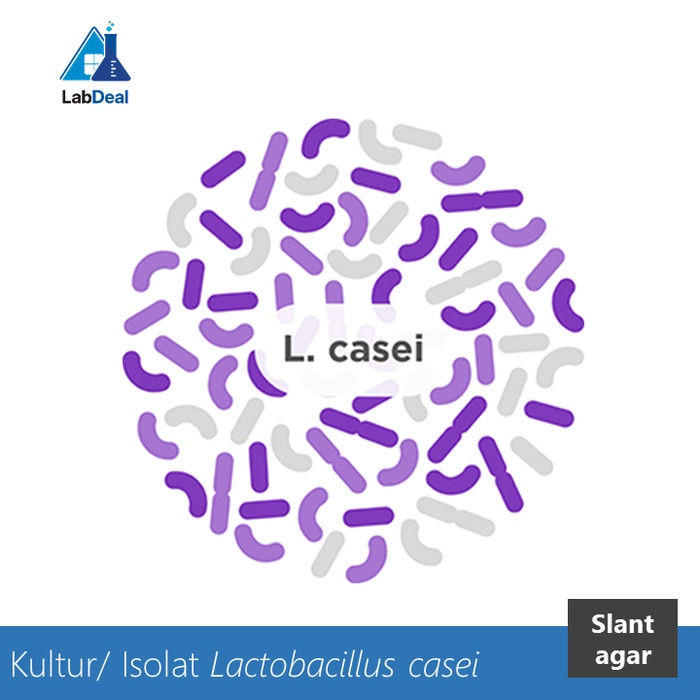 KULTUR/ ISOLAT BAKTERI LACTOBACILLUS CASEI