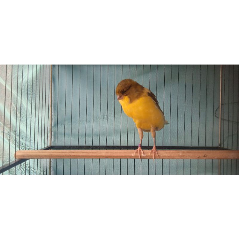 kenari ys tkf21 betina 2x produksi