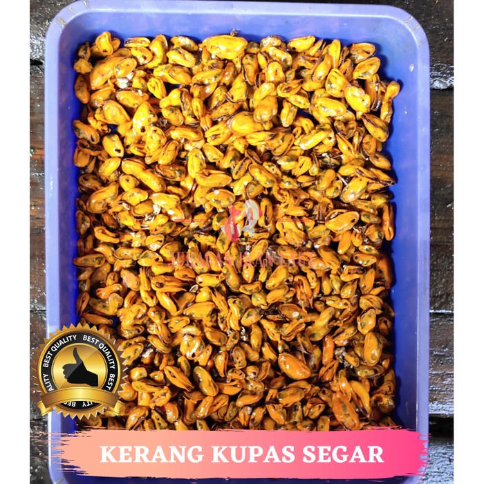 

Kerang Kupas Segar Fresh Berkualitas - 1 Kilogram