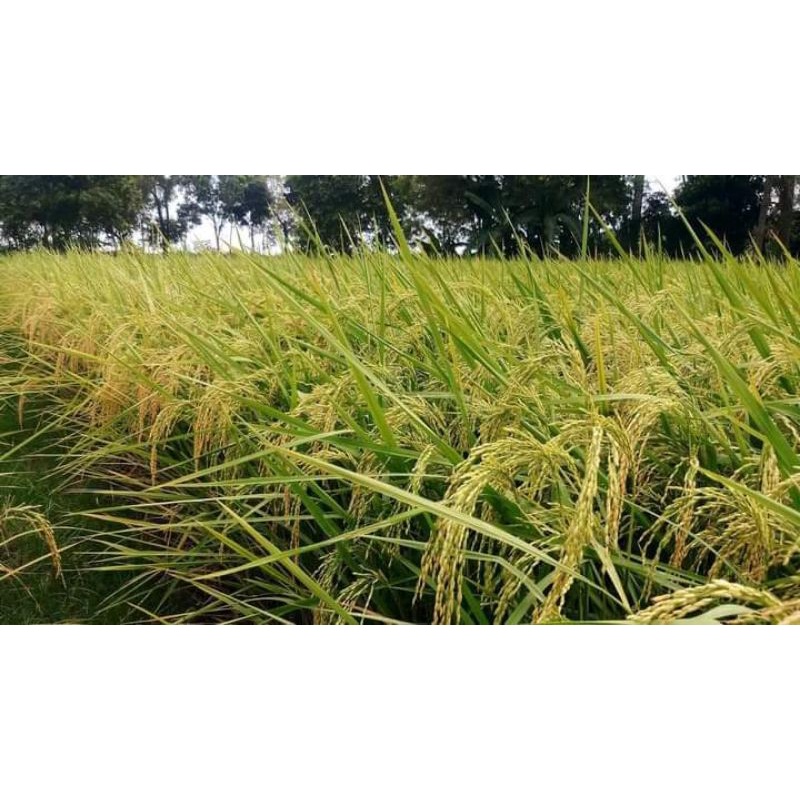 Benih padi Cil T Aceh 5 kg