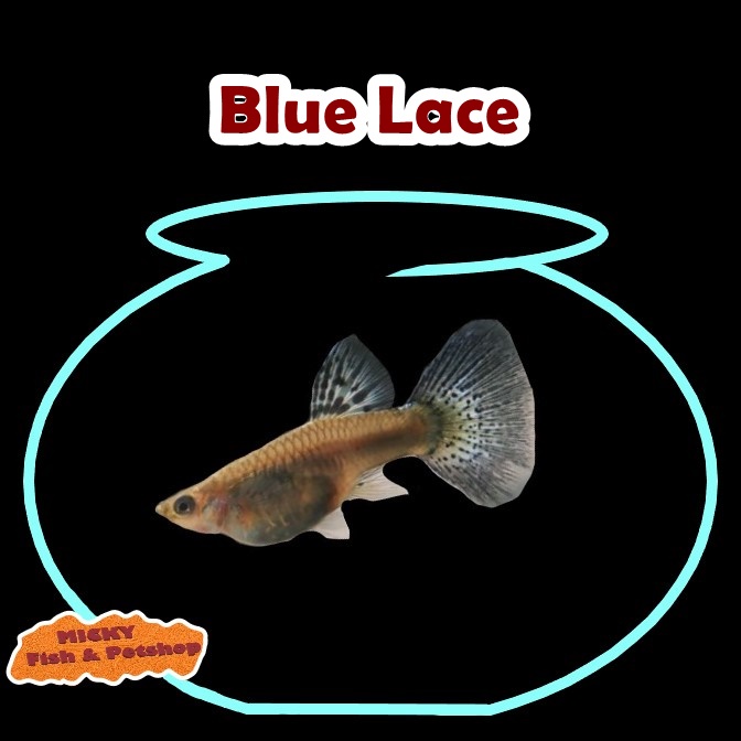 BETINA Guppy Blue Lace Indukan Grade