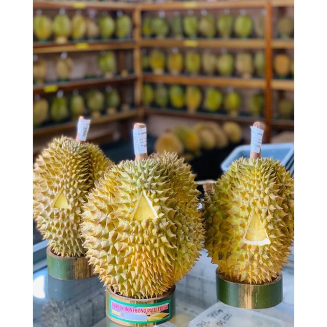 Bibit Durian Musangking Tinggi 1 Meter Batang Besar Siap berbuah