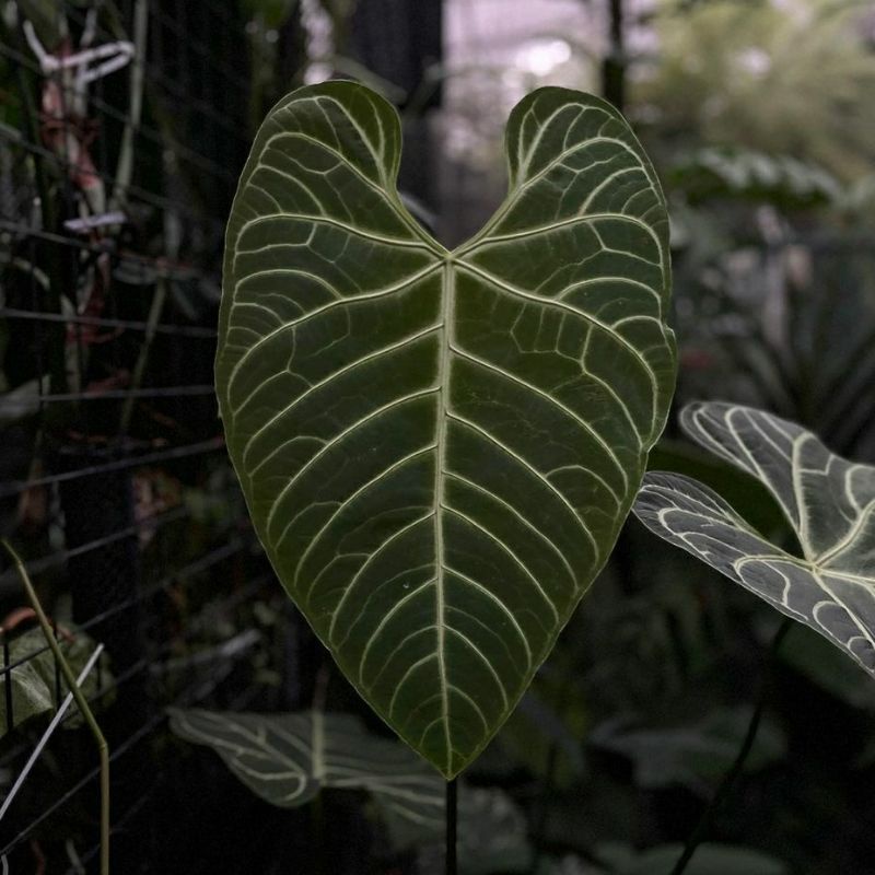 new antorium regale beby, beby regale