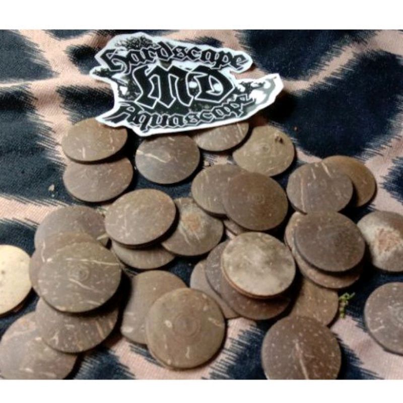 Tatakan moss bonsai aquascape