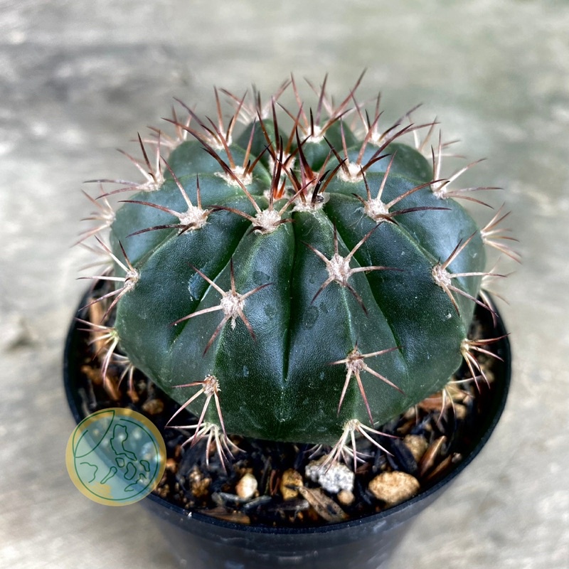 Kaktus Melo | Melocactus Curvispinus | Paketan Sukulen Bebas Pilih Jenis Satuan |Echeveria Haworthia
