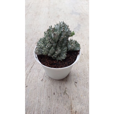 Kaktus Euphorbia Lactae Variegata Silver Cristata