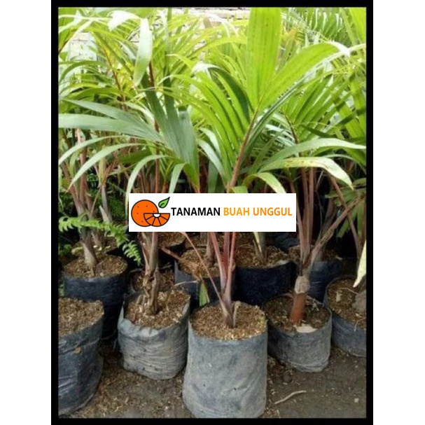 Bibit Palem Merah Tanaman Hias Palem Merah Hidup