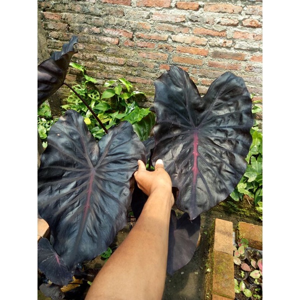 (Ukuran Sedang) Colocasia Black Lava Ori Import