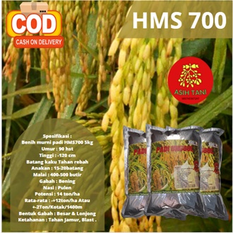 Benih Padi Unggul  HMS700 / Bibit Padi Unggul HMS700 1kg