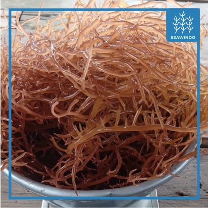 BIBIT RUMPUT LAUT - Eucheuma Cottonii