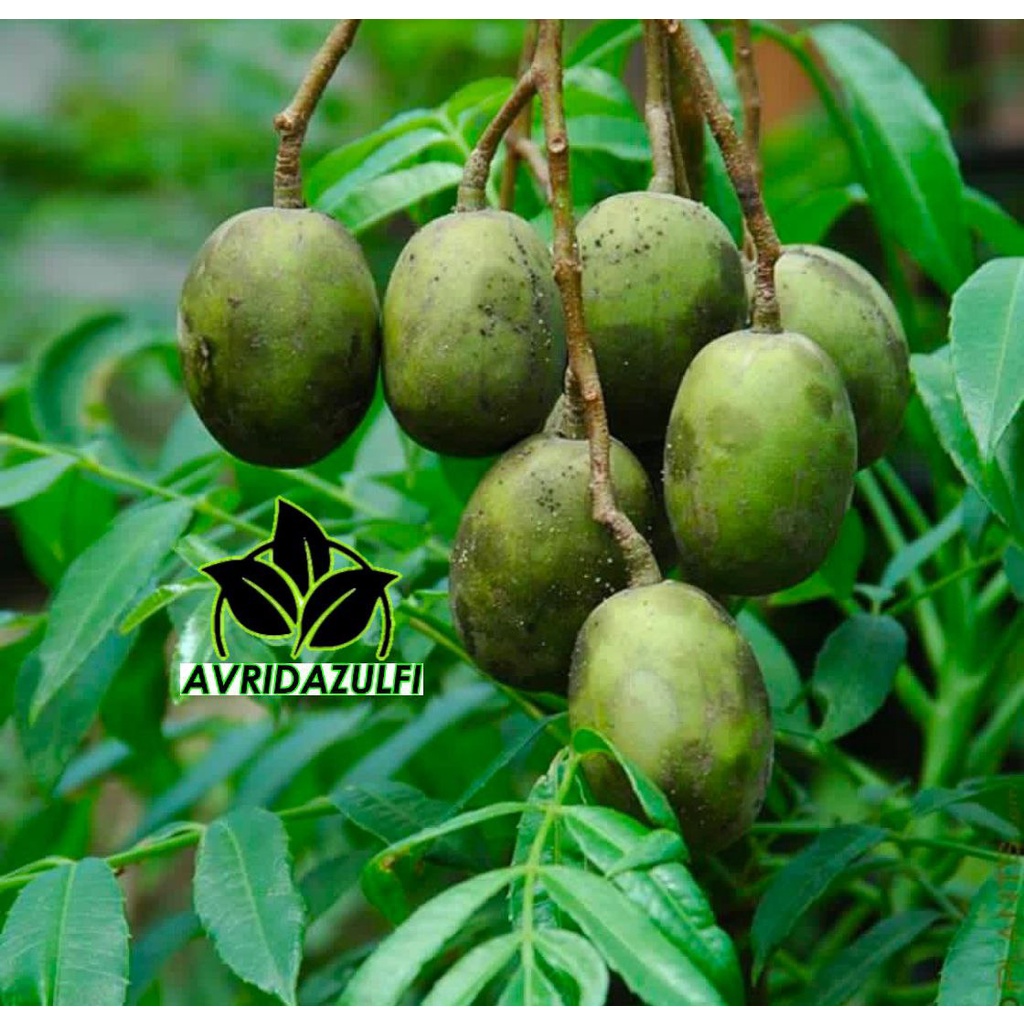 Bibit Kedondong Jumbo super cepat Berbuah